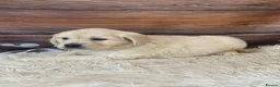 Golden Retriever dogs for sale: KC Reg Golden Retriever  - Advert 9