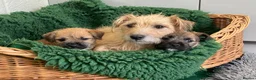 Mixed Breed dogs for sale: Border Terrier x Norfolk - Advert 1