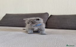 British Shorthair cats for sale: Gorgeous BSH kittens  - Image 11