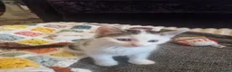 Mixed Breed cats for sale: 5 healthy kittens in Braintree - Advert 17