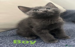 Ragdoll cats for sale: Adorable kittens ( Ragdoll cross) - Image 5