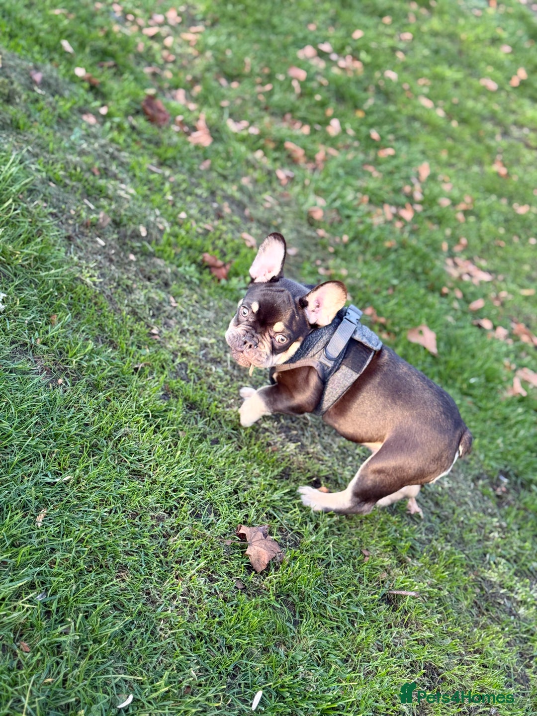 French Bulldog dogs for sale: bulldog franchie - Advert 5