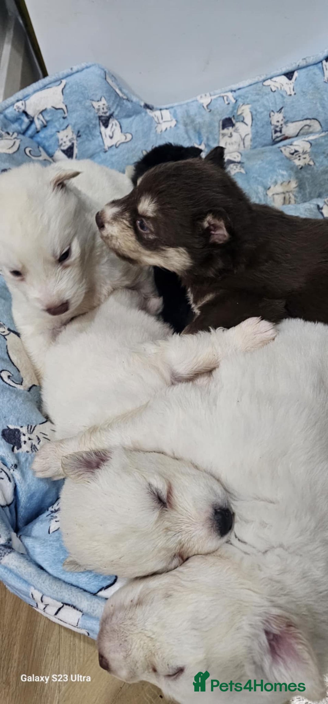 Siberian Husky dogs for sale: Wooly Siberian huskies - all Blue Eyes - Advert 4