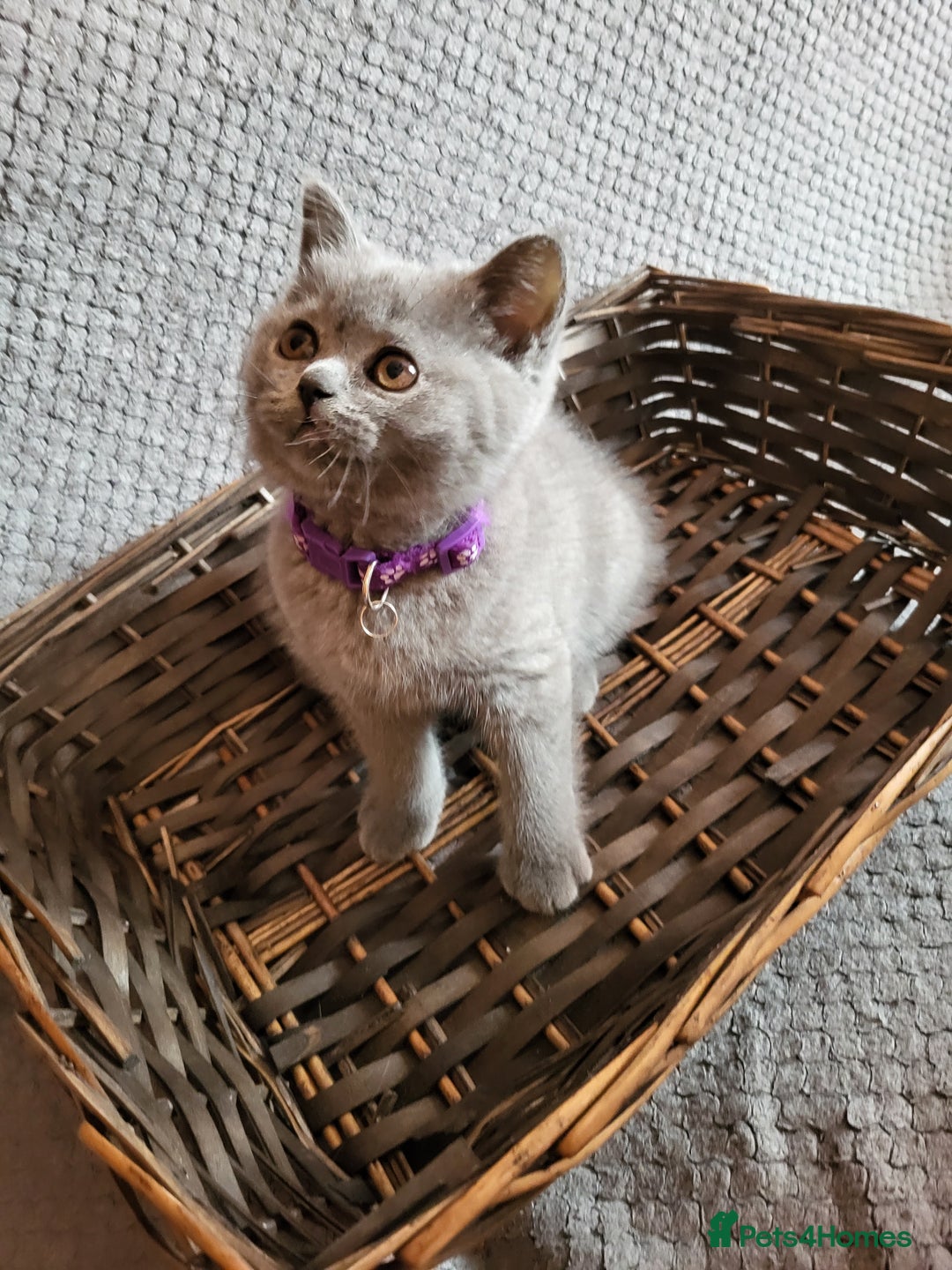 Scottish Fold cats for sale: Beautiful Female Scottish Straight Kitten - Image 2