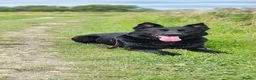 German Shepherd dogs for sale: Kc reg working line German shepherd pups in Barnsley - Advert 12