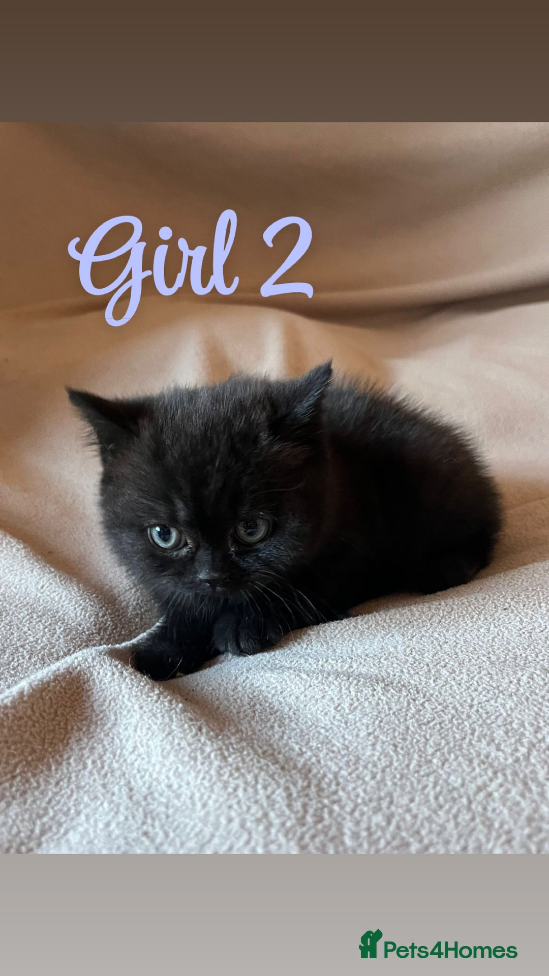 Mixed Breed cats for sale: British Shorthair x Kittens Ready To Leave 🩷🩷 - Advert 9