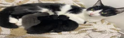 Mixed Breed cats for sale: 4 kittens ready beginning of December - Advert 1