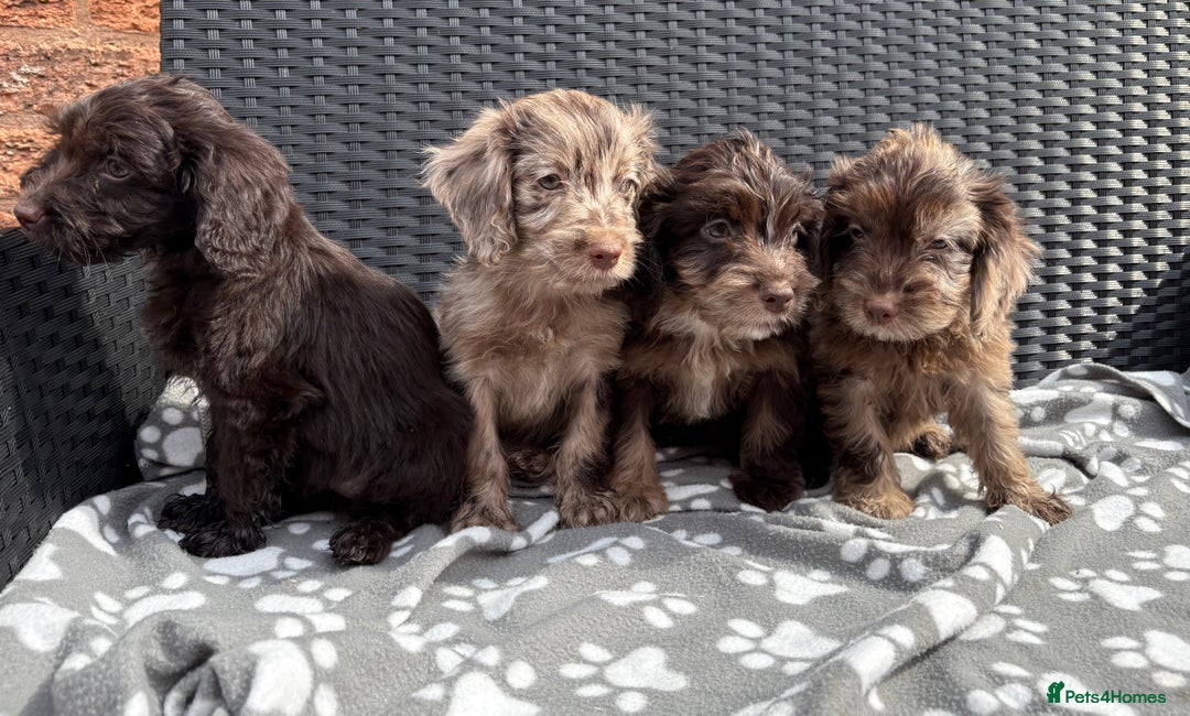 Cockapoo dogs for sale: LOVELY LITTER MERLE COCKAPOOS  - Image 2
