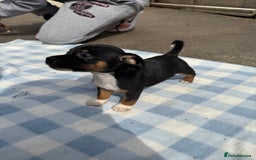 Jack Russell dogs for sale: Jack Russel Puppies For Sale  - Image 8
