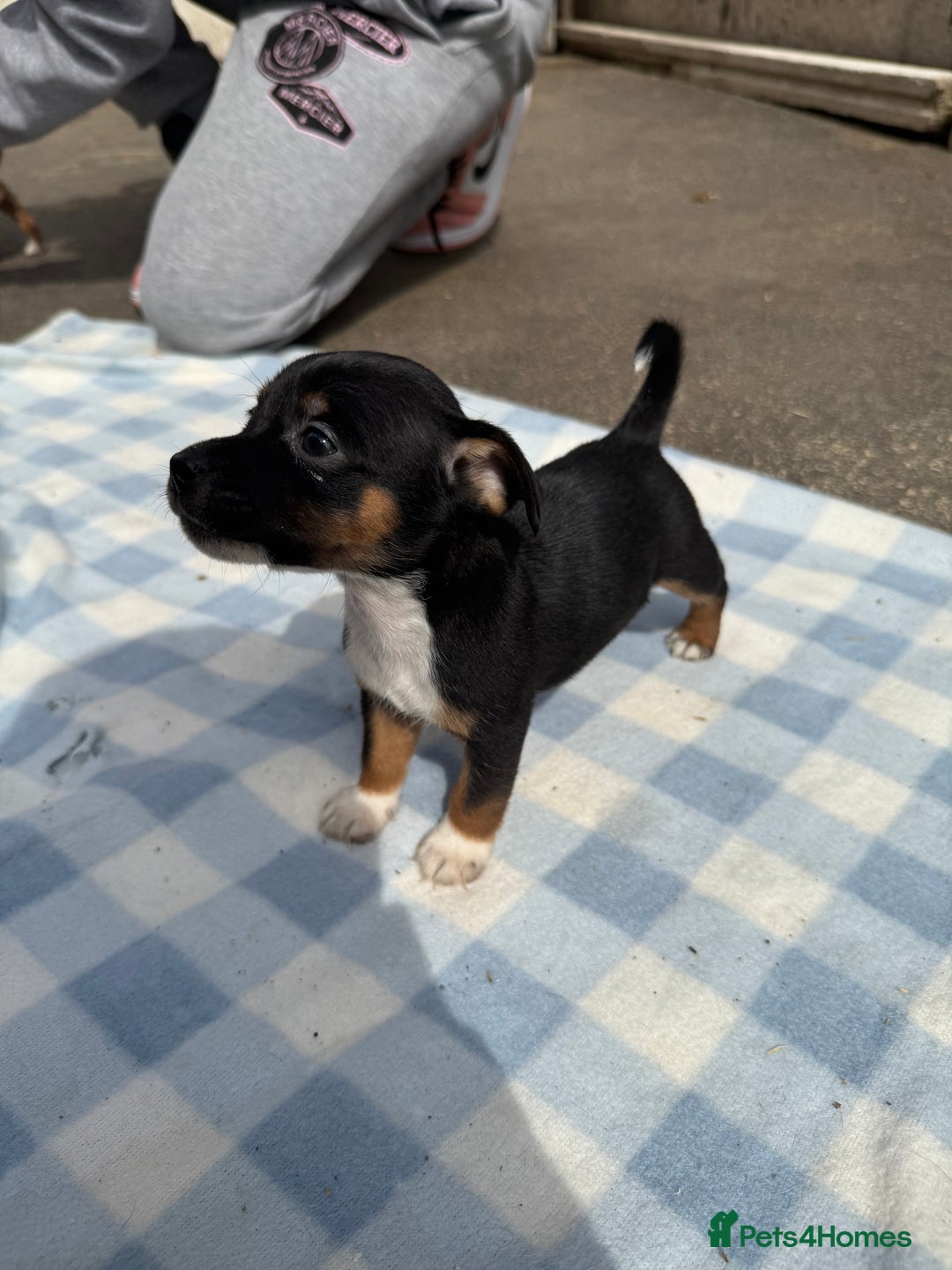 Jack Russell dogs for sale: Jack Russel Puppies For Sale  - Image 8
