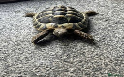 Hermann Tortoise reptiles for sale: Hermann tortoise (male) - Image 1