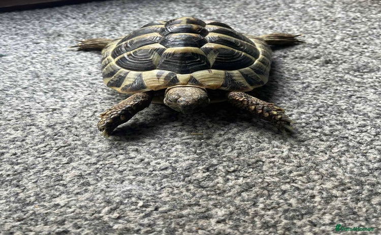 Hermann Tortoise reptiles - Advert 9