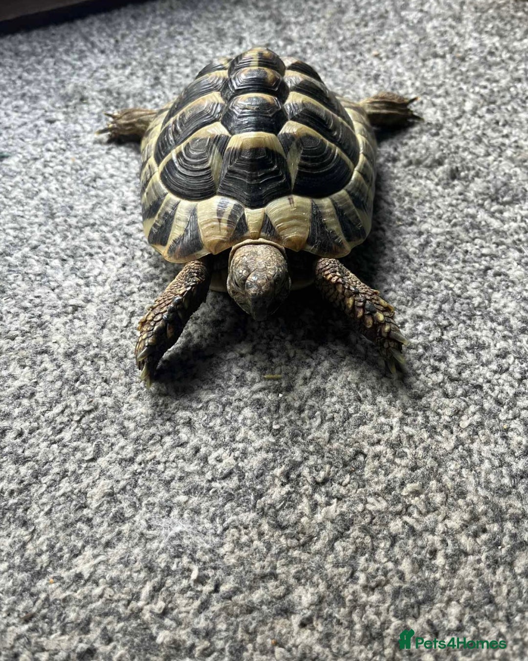 Hermann Tortoise reptiles for sale: Hermann tortoise (male) - Image 1
