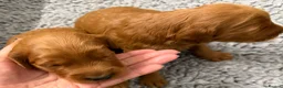 Goldendoodle dogs for sale: Stunning Goldendoodle Puppies  in Driffield - Advert 3