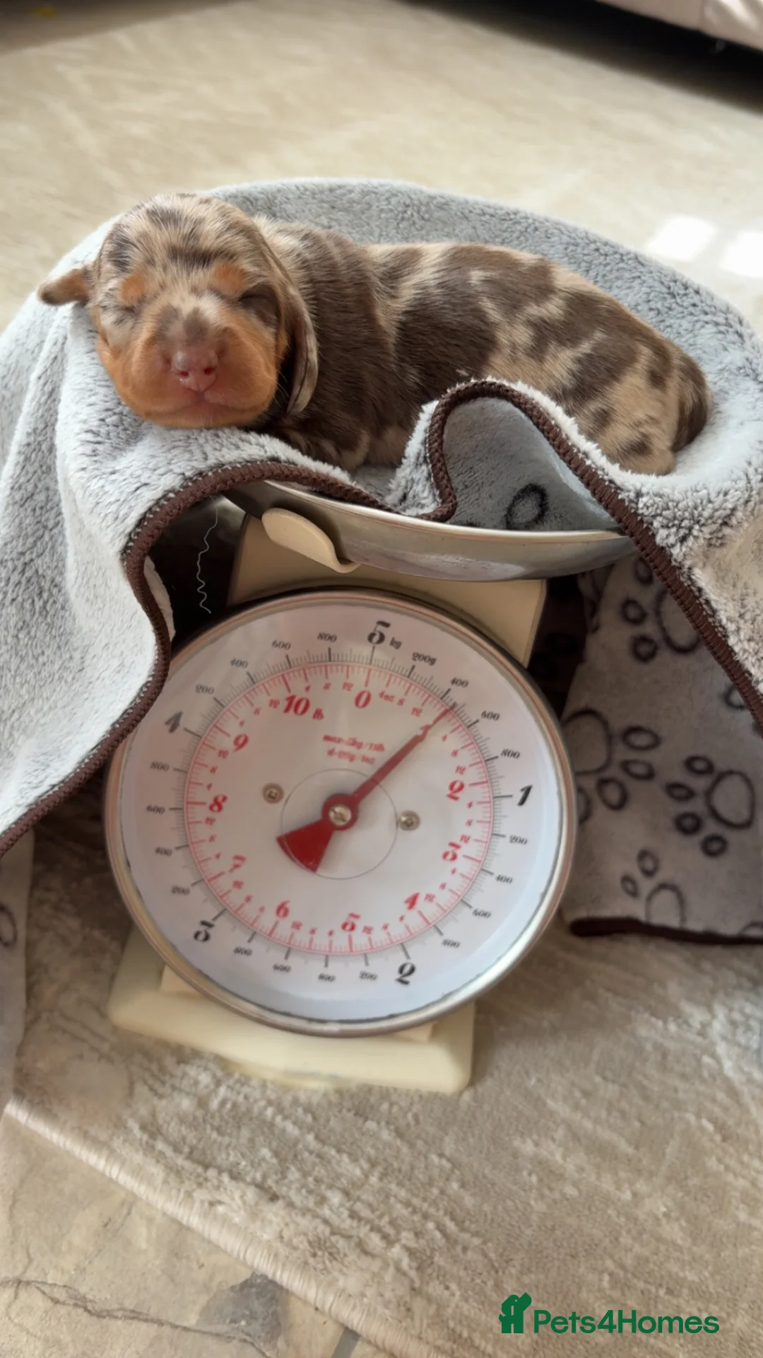 Miniature Dachshund dogs for sale: Miniature Dachshunds  - Advert 24