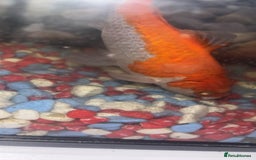 Fancy Goldfish fish for sale: Free to a good home  - Image 3