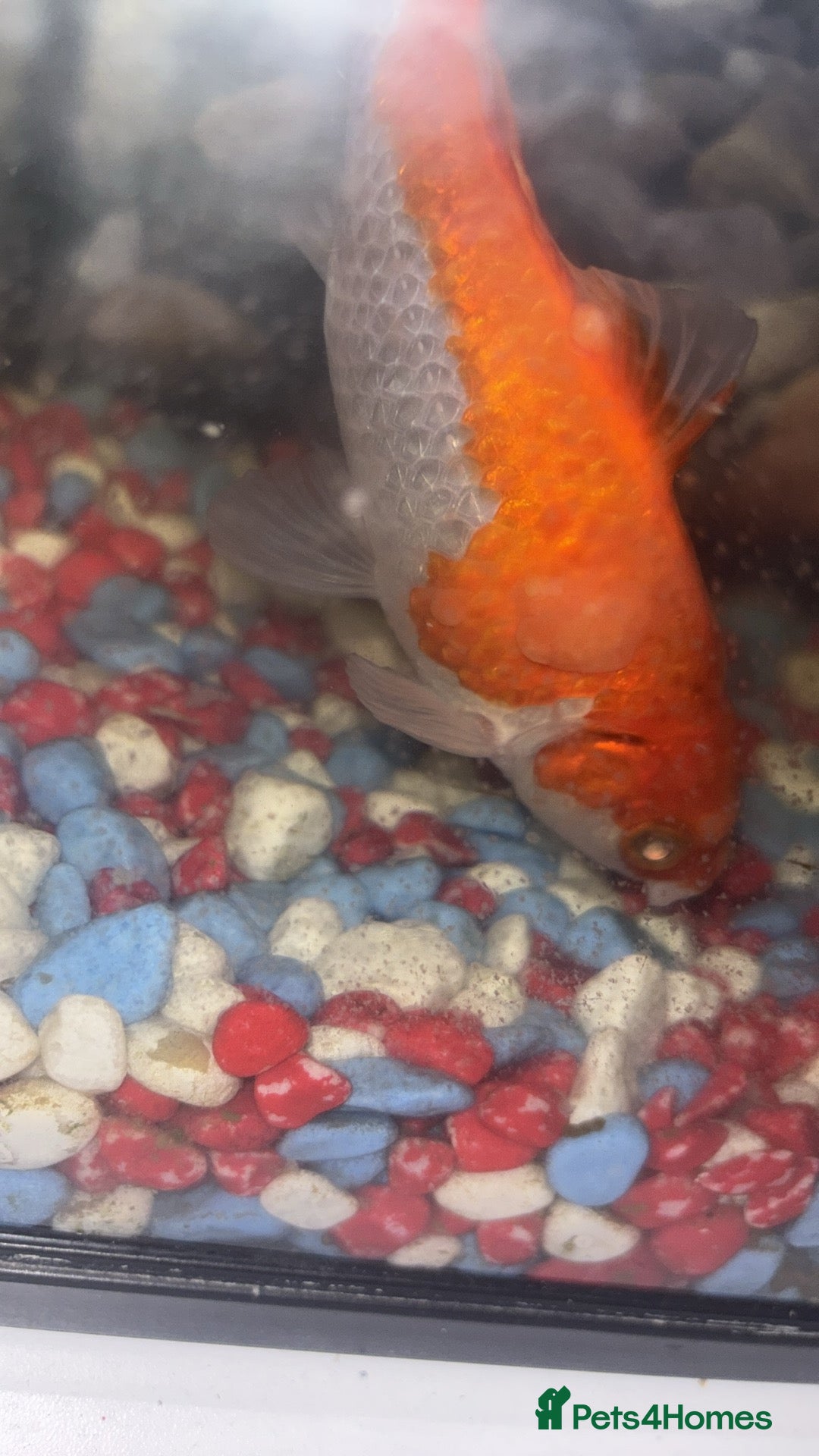 Fancy Goldfish fish for sale: Free to a good home  - Image 3