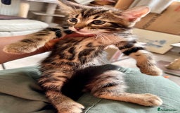 Mixed Breed cats for sale: Lovely bengal mix kittens: tabby, ginger, black - Image 4