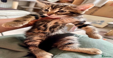 Mixed Breed cats - Advert 12