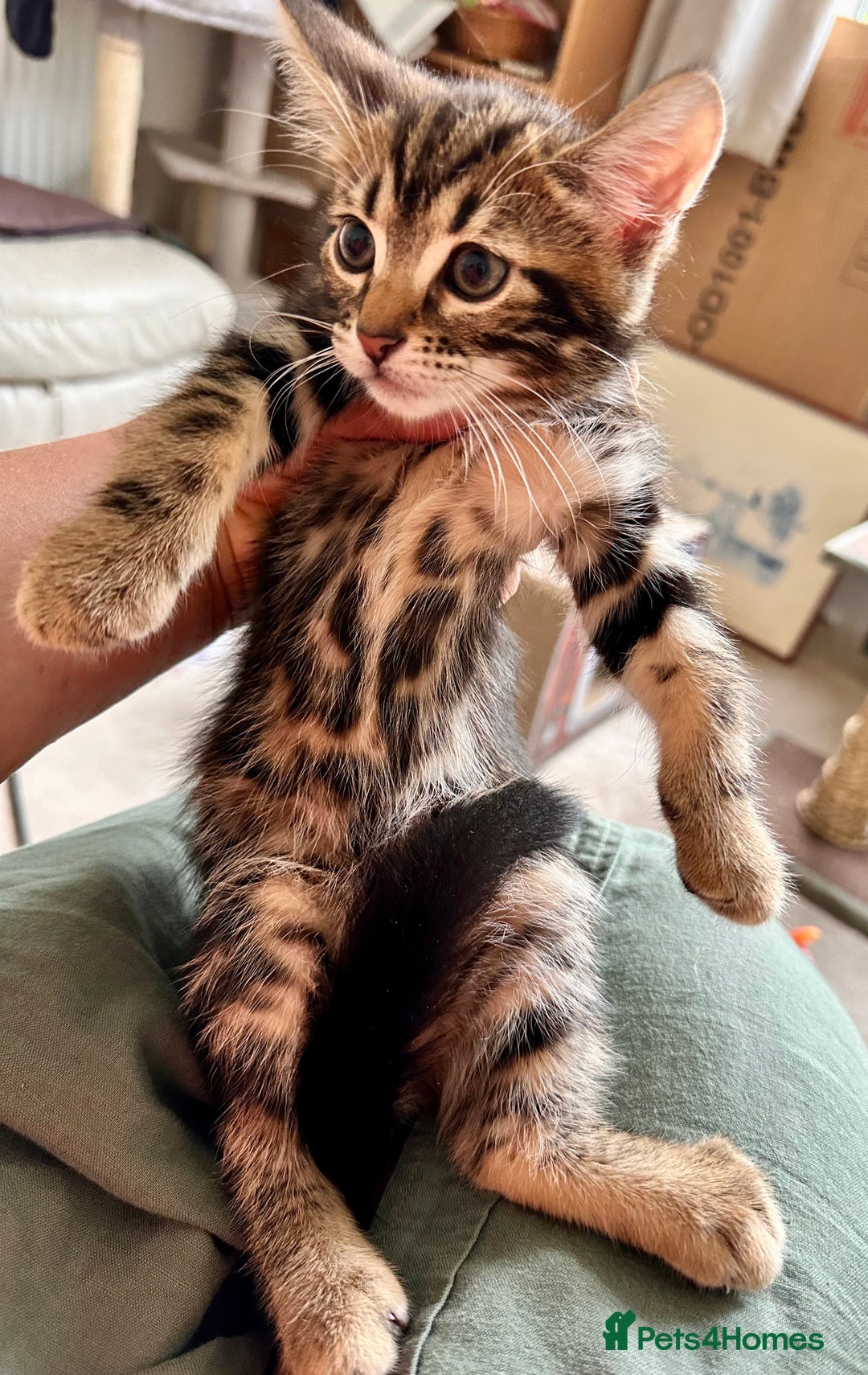 Mixed Breed cats for sale: Lovely bengal mix kittens: tabby, ginger, black - Image 4