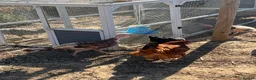 Mixed Breed poultry for sale: Selling Collection - Turkeys, Chickens and Quail - Advert 11