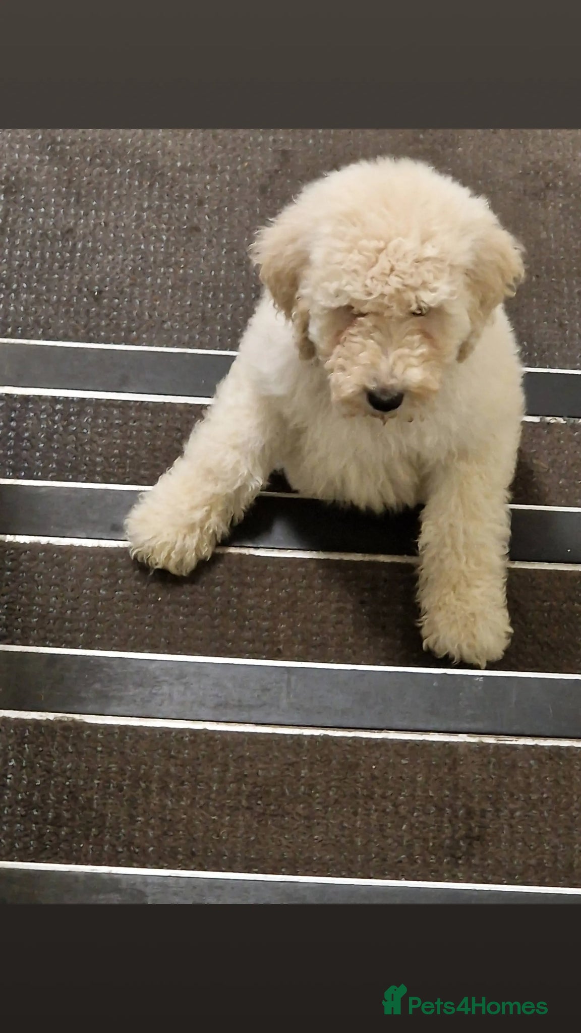 Standard Poodle dogs for stud: Standard White Poodle as stag - Advert 5