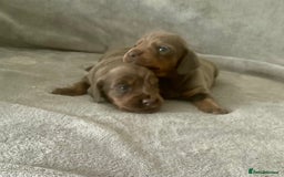 Dachshund dogs for sale: 4 weeks old dashounds - Image 7