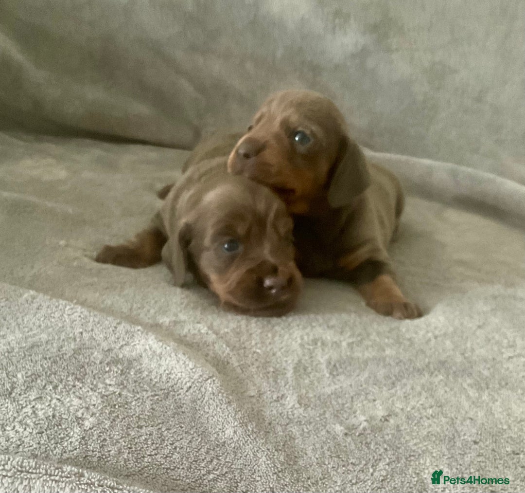 Dachshund dogs for sale: 4 weeks old dashounds - Image 7