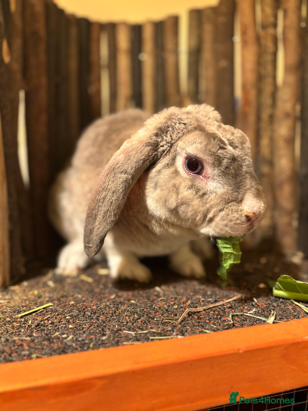 Mini Lop rabbits for sale: Chinchilla vm mini plush lop buck ✨ - Advert 4