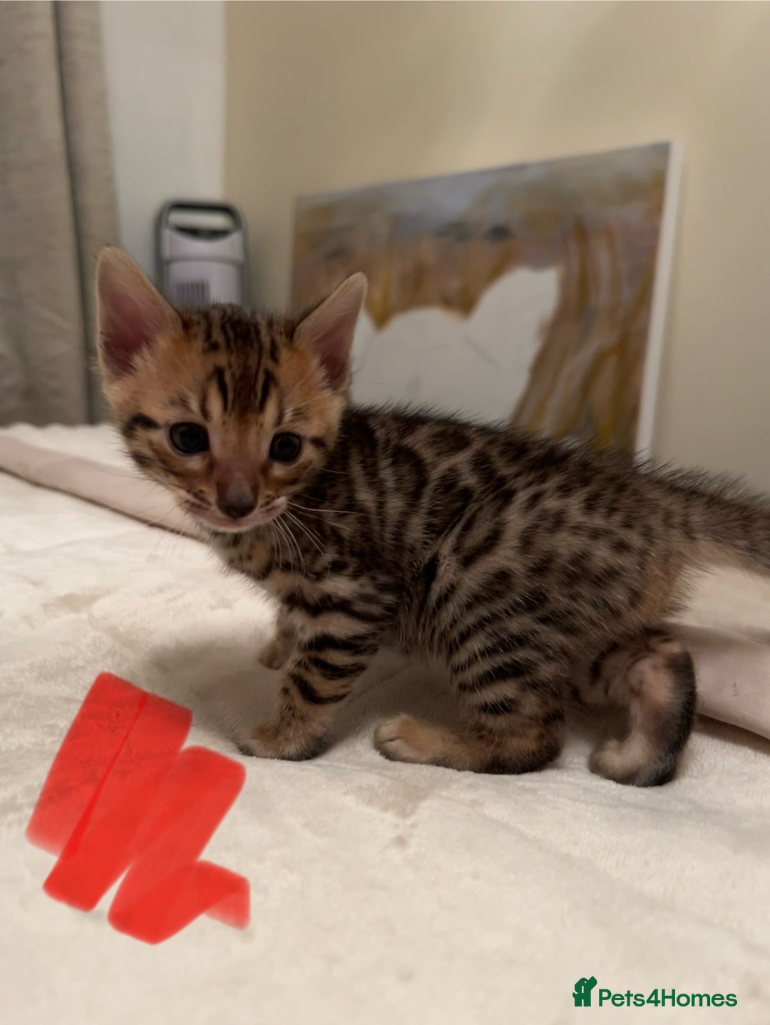 Bengal cats for sale: ❤️ Stunning Bengal Kittens for Reservation ❤️ - Advert 5