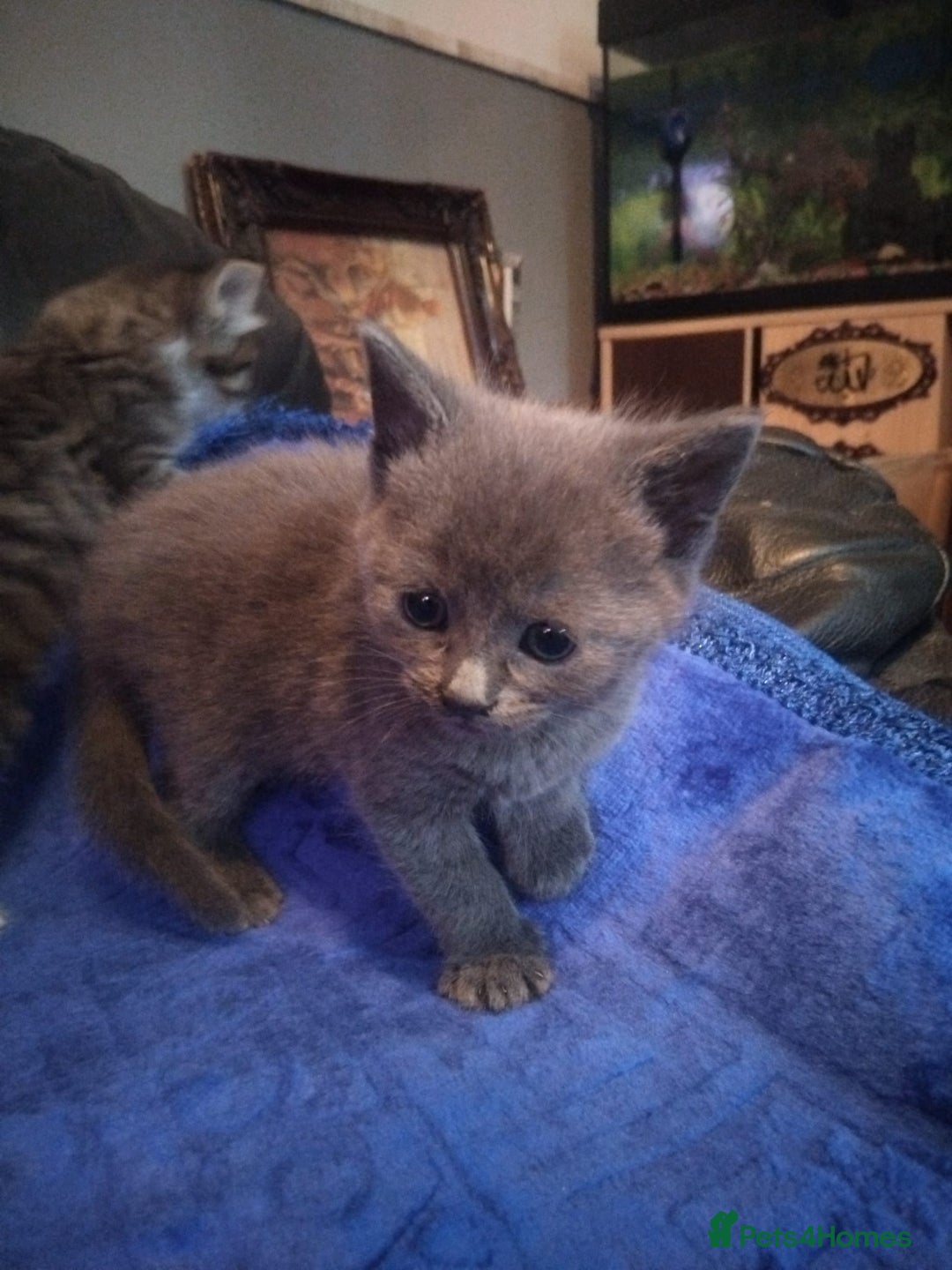 British Shorthair cats for sale: Bsh tabby mix - Image 2