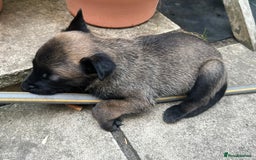 Belgian Shepherd Dog dogs for sale: 🐶Belgian Malinois Shepherd🐶 working dogs in Esher - Image 8
