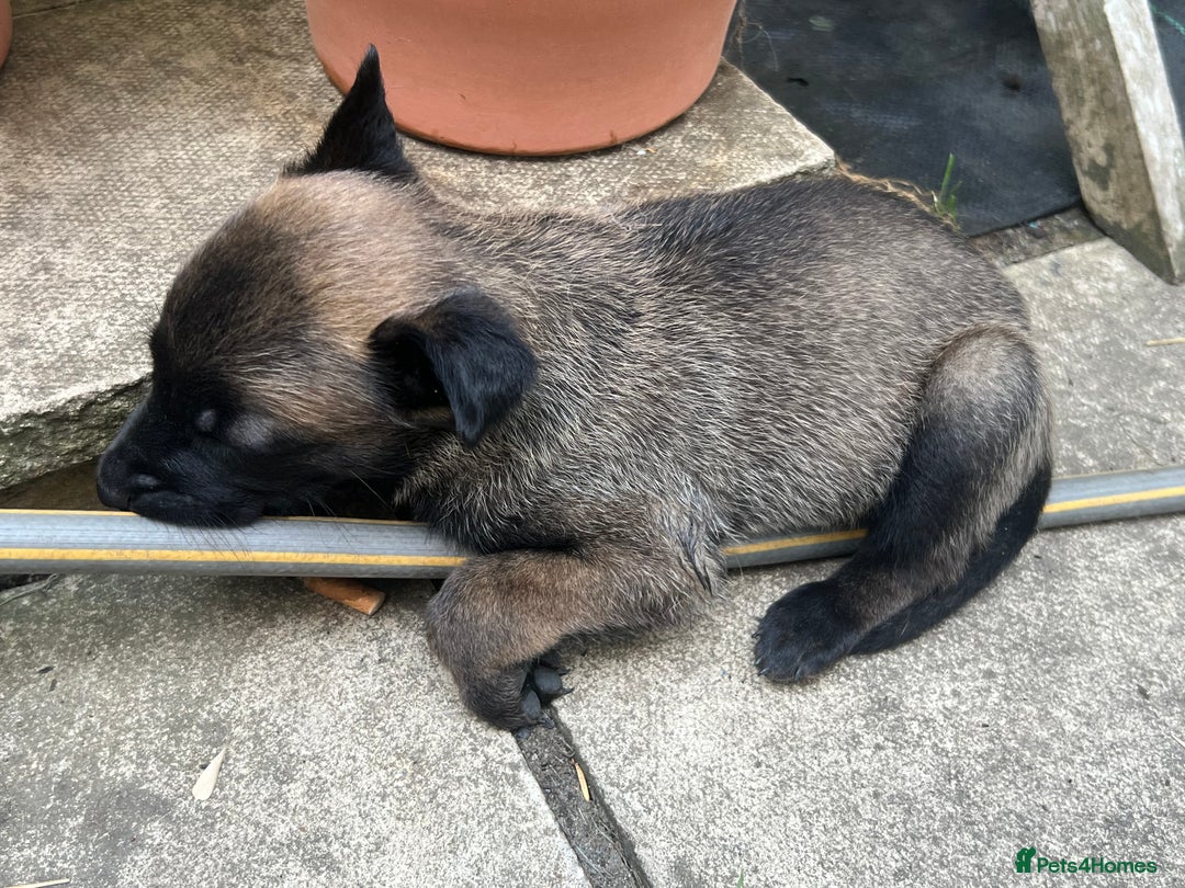 Belgian Shepherd Dog dogs for sale: 🐶Belgian Malinois Shepherd🐶 working dogs in Esher - Image 8