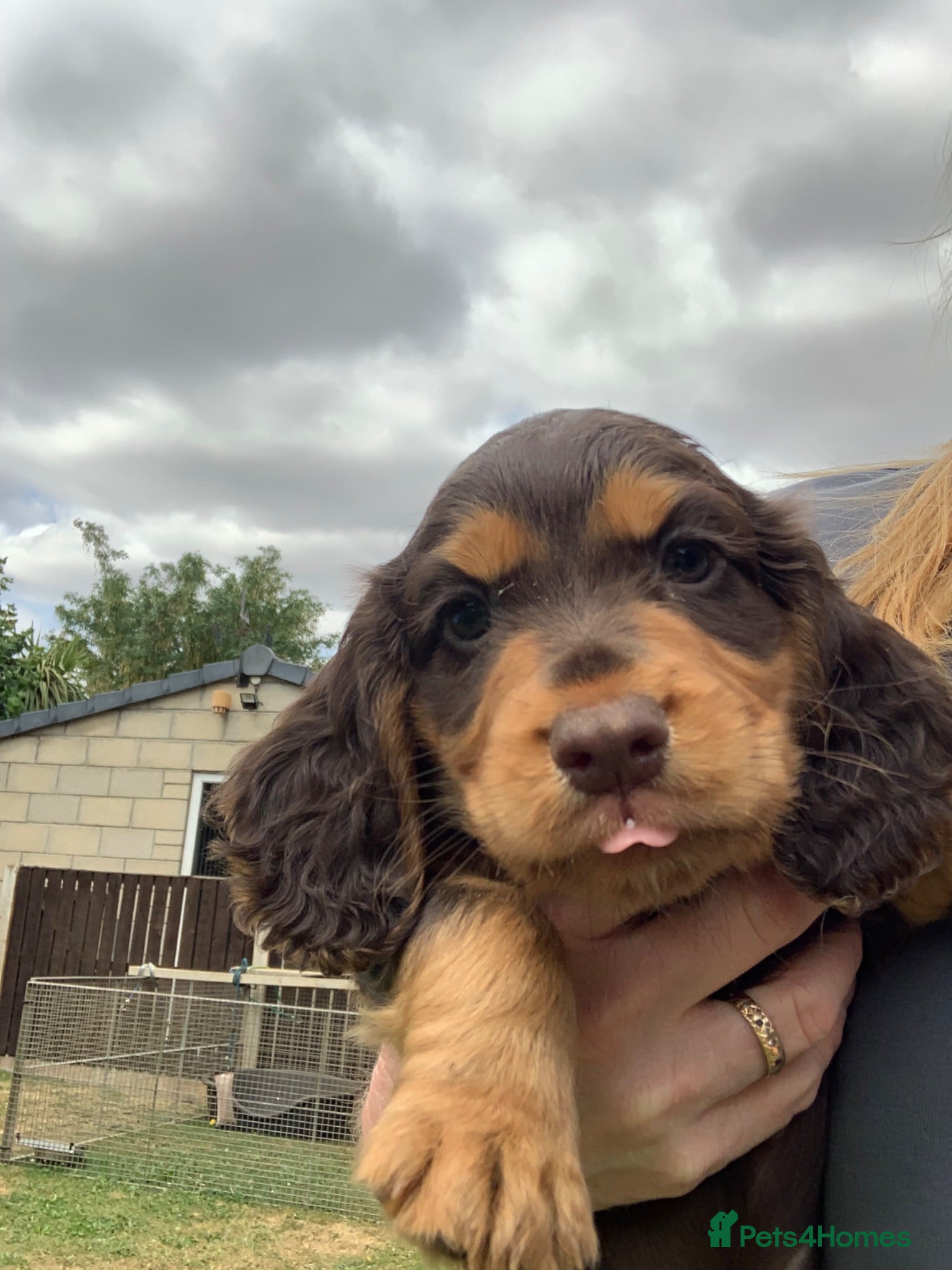 Cocker Spaniel dogs Cocker spaniel bitch pup - Advert 4