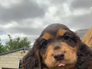 Cocker Spaniel dogs Cocker spaniel bitch pup - Advert 1