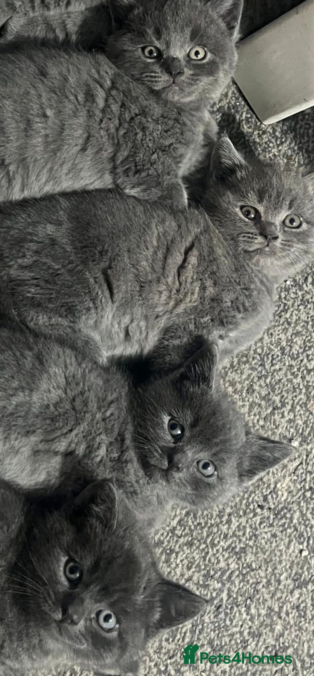 British Longhair cats for sale: Adorable British Shorthair Kittens  - Advert 5