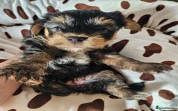 Yorkshire Terrier dogs for sale: DNA TESTED Father - Yorkshire Terrier puppies  - Image 36