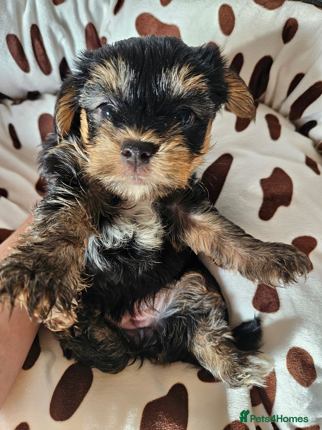 Yorkshire Terrier dogs for sale: DNA TESTED Father - Yorkshire Terrier puppies  - Image 36