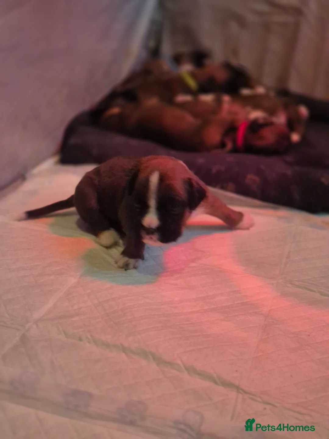 Boxer dogs for sale: STUNNING KC BOXER PUPPIES WITH CHAMPION BLOODLINES - Advert 14
