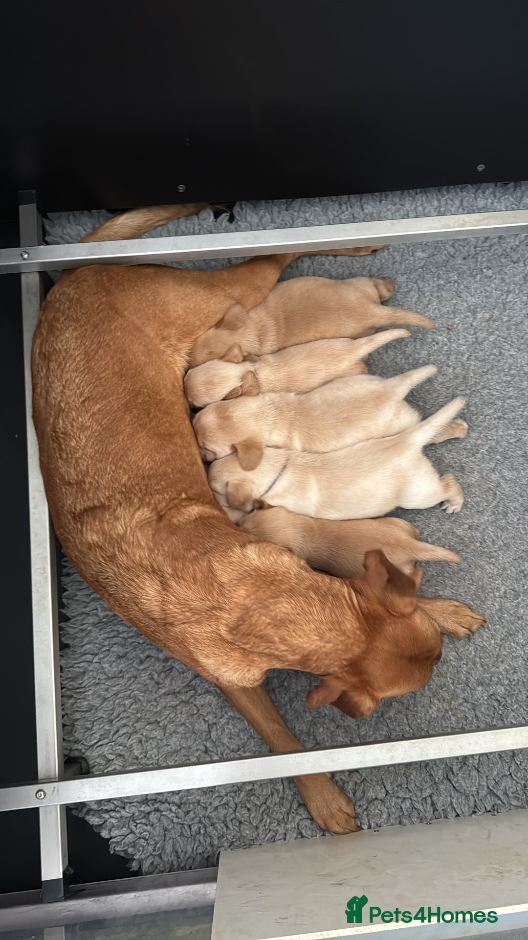 Labrador Retriever dogs for sale: Home bred working Labrador puppies - Image 16