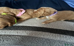Cocker Spaniel dogs for sale: Working cocker Spainel puppys  - Image 2