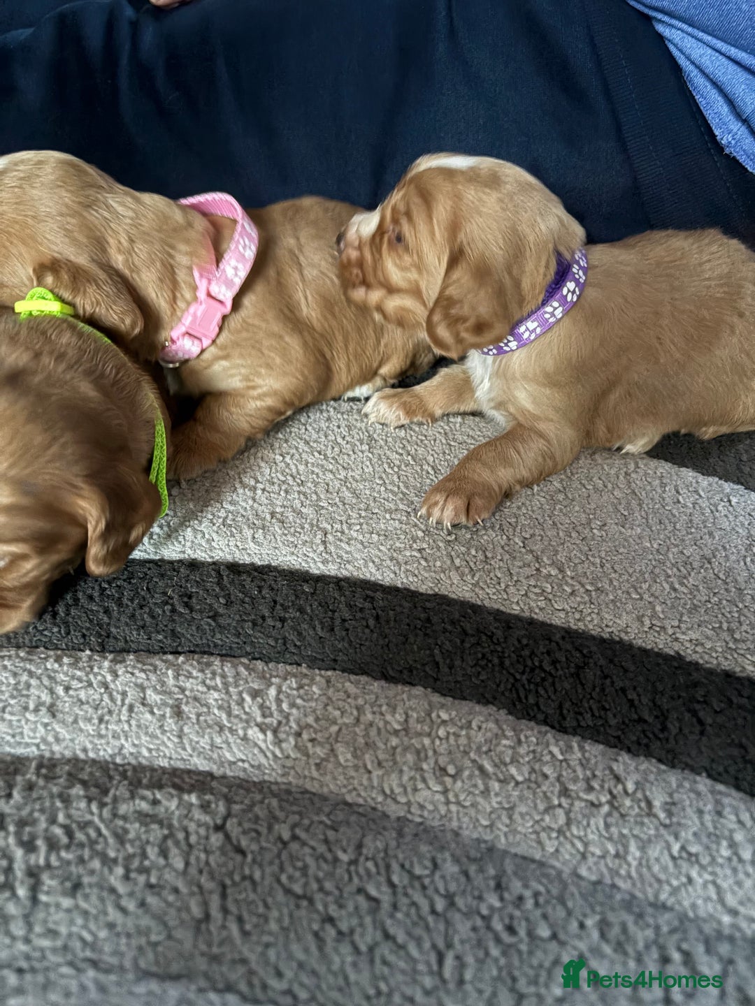 Cocker Spaniel dogs for sale: Working cocker Spainel puppys  - Image 2