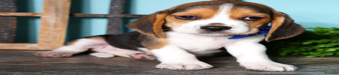 Beagle Puppy 1