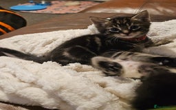 Mixed Breed cats for sale: Friendly Kittens. - Image 8