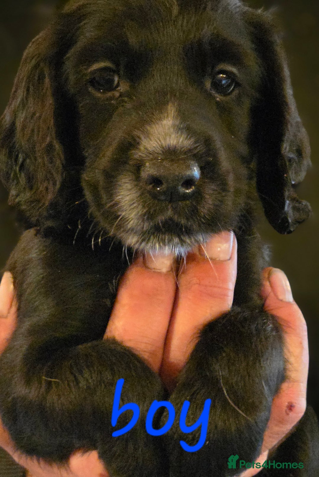 Cocker Spaniel dogs for sale: working cocker spaniel pups - Image 5