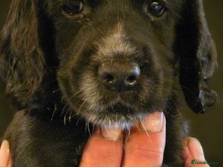 Cocker Spaniel dogs - Advert 27