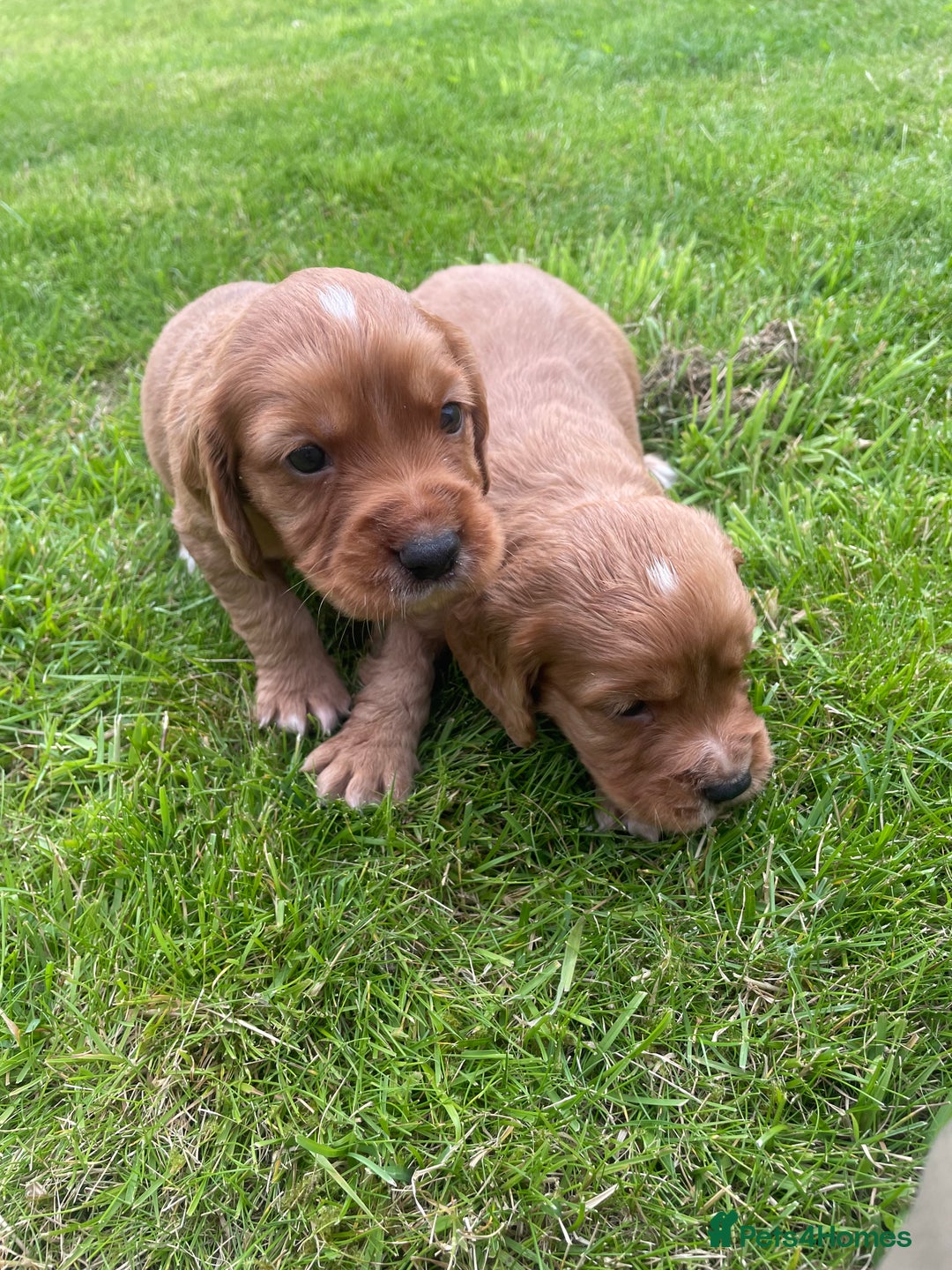 Cocker Spaniel dogs for sale: Kc reg working cocker spaniel pups - Image 12