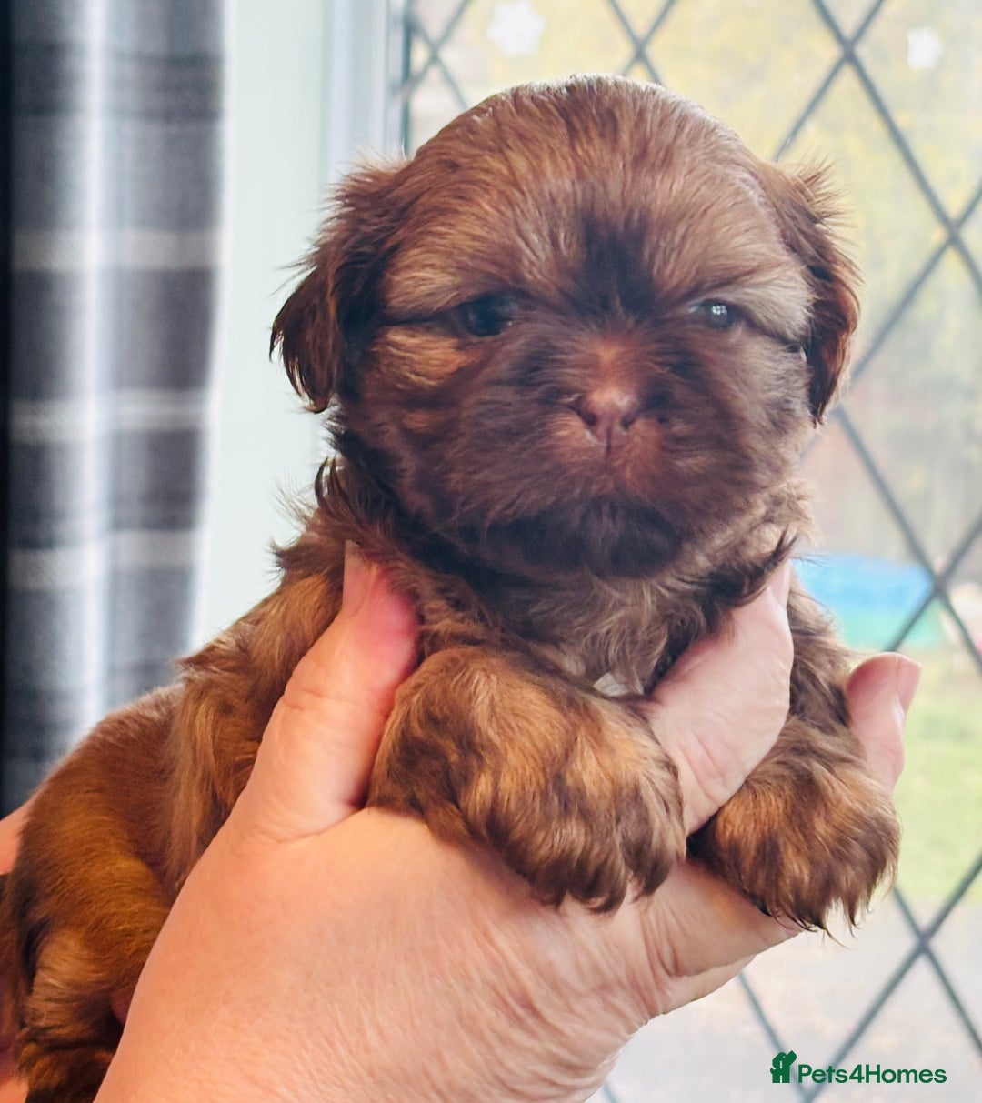Shih Tzu dogs for sale: Kc reg adorable girls  - Advert 12