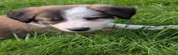 Mixed Breed dogs for sale: Collie/Lurcher puppies for sale - Advert 12