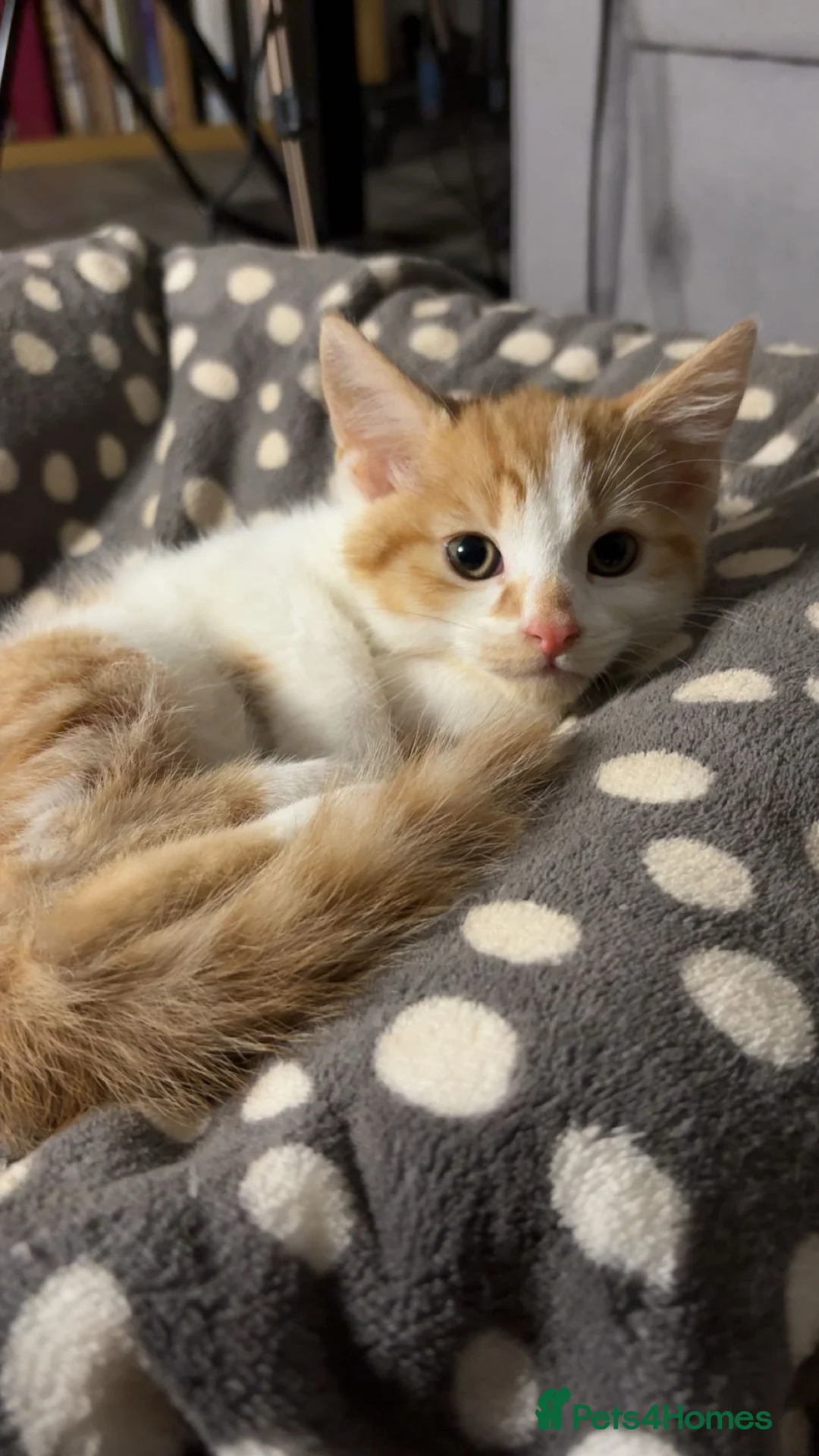 Mixed Breed cats for sale: X3 beautiful ginger kittens - ready to leave - Advert 13